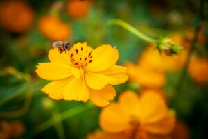 Quick online prescription for allergy medications – how does it work?